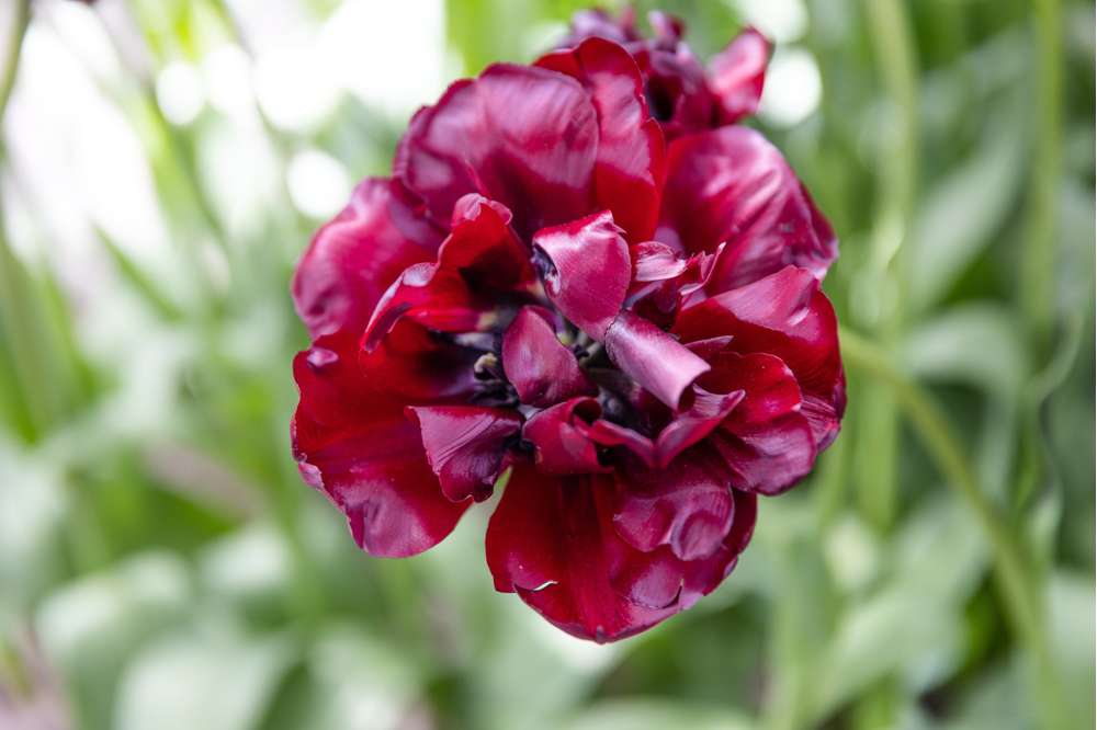 Tulpan 'Palmyra'